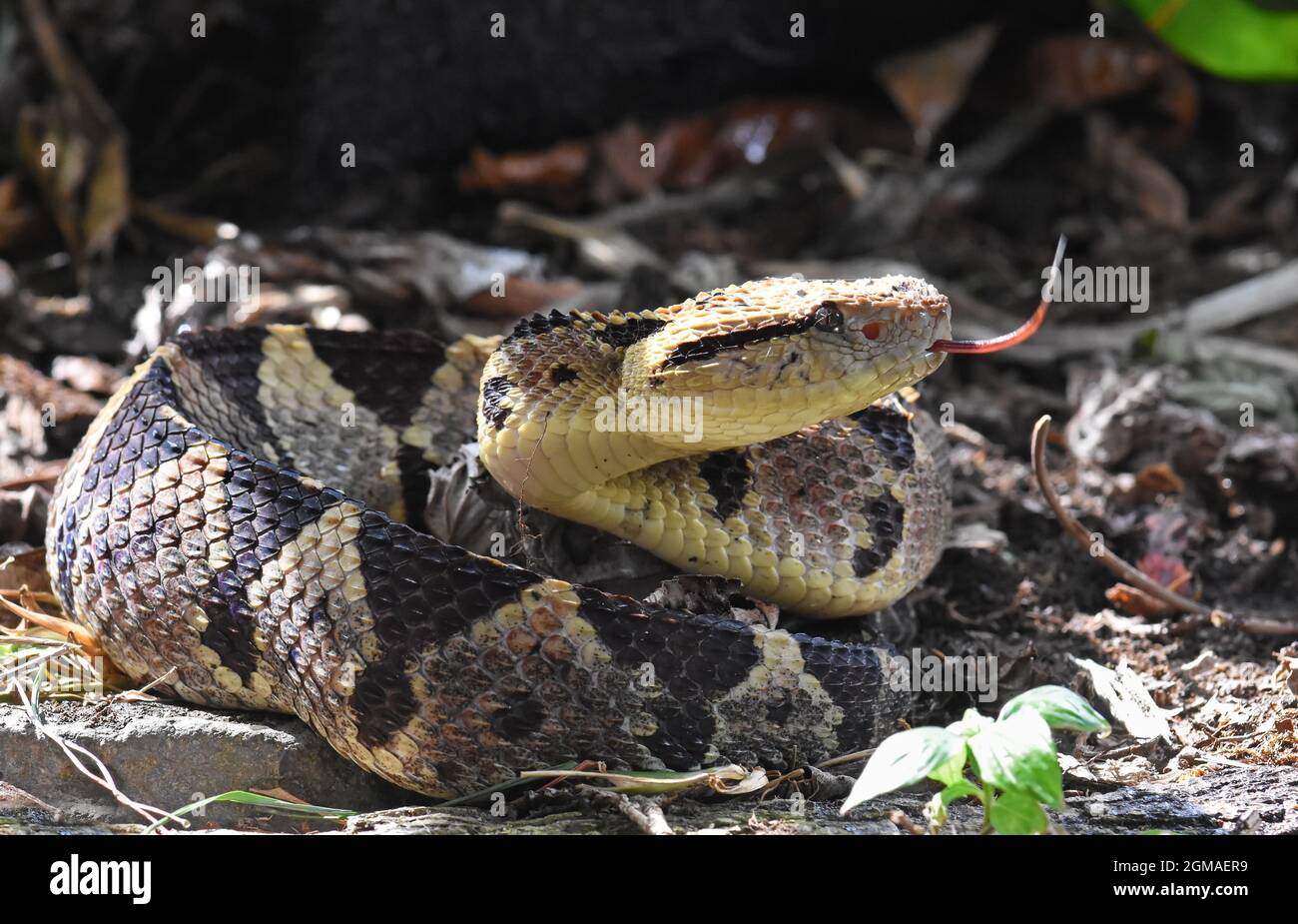 Metlapilcoatlus nummifer, pitviper di salto messicano, serpente vipera di salto Foto Stock