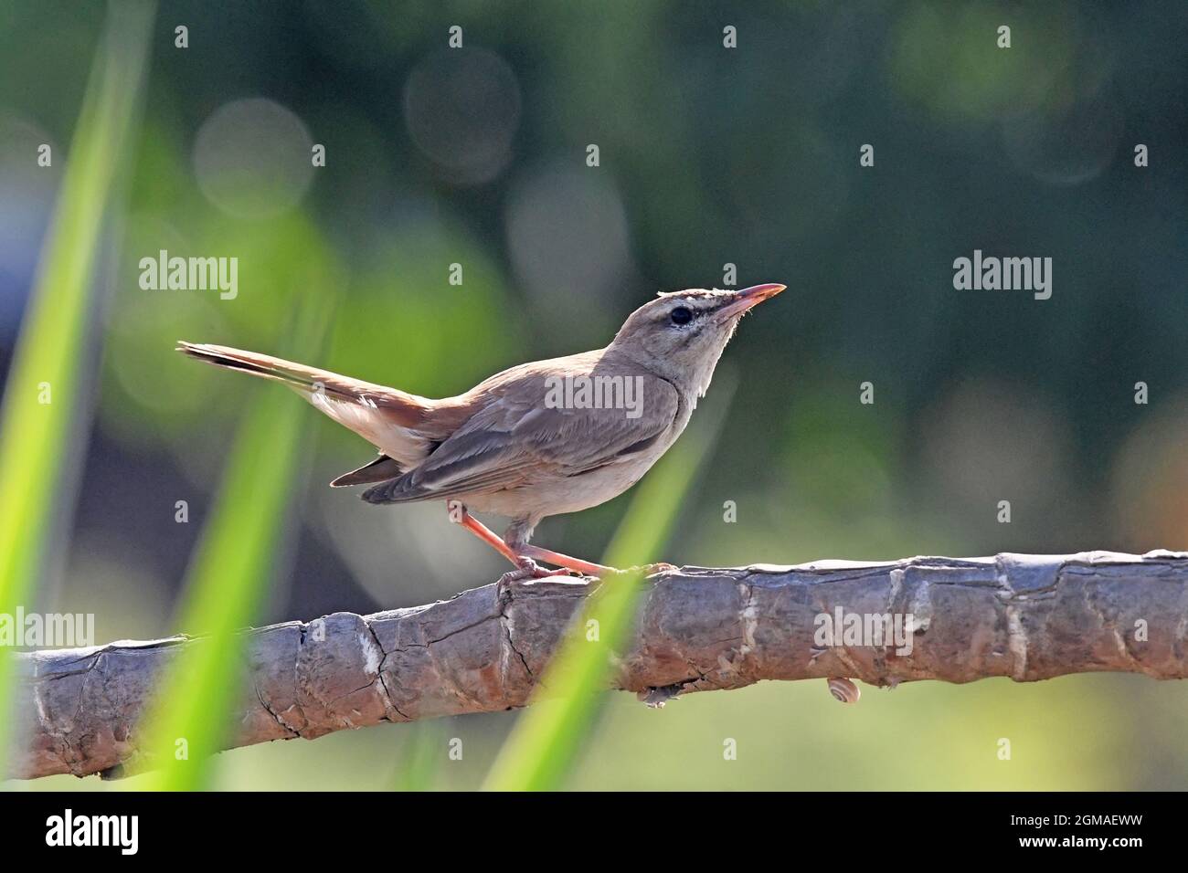 Rufous-tailed scrub robin, Cercotrichas galactotes Foto Stock