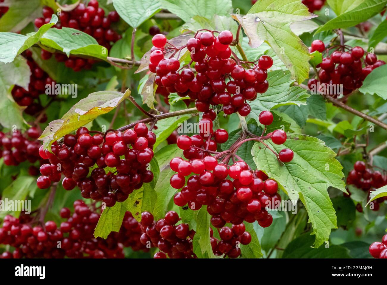 Guelder Rose o Viburnum Opulus con frutti di bosco in autunno Foto Stock
