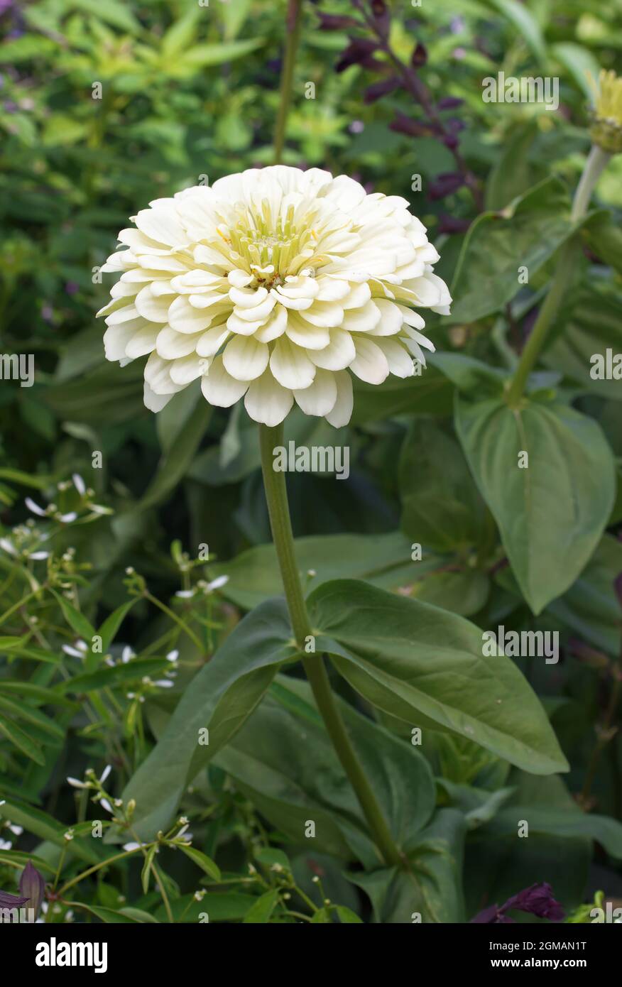 Pianta bianca fioritura Zinnia elegans nel parco. Conosciuto anche come gioventù-e-età, zinnia comune o zinnia elegante. Vista ad angolo basso. Foto Stock