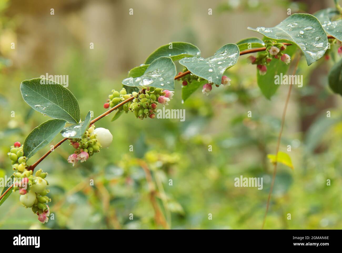 Il dettaglio girato di un ramoscello di albus Symphoricarpos con gocce d'acqua sulle foglie poco dopo la pioggia. Noto anche come comune ciambola di neve. Foto Stock