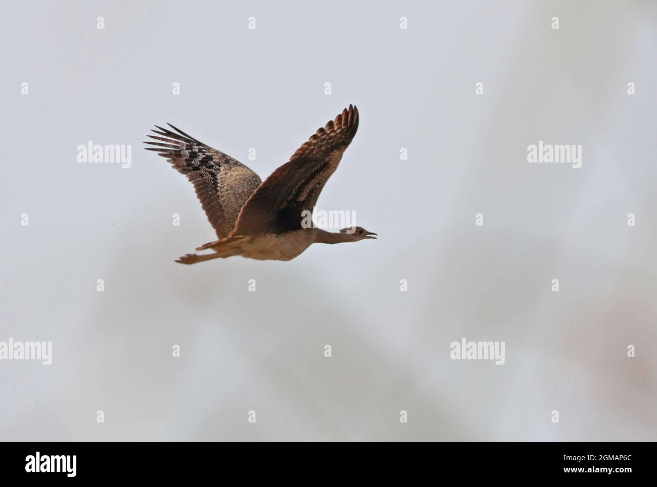 Bengala Florican (Houbaropsis bengalensis bengalensis) donna adulta in volo vicino a Roing, Arunachal Pradesh, India Febbraio Foto Stock