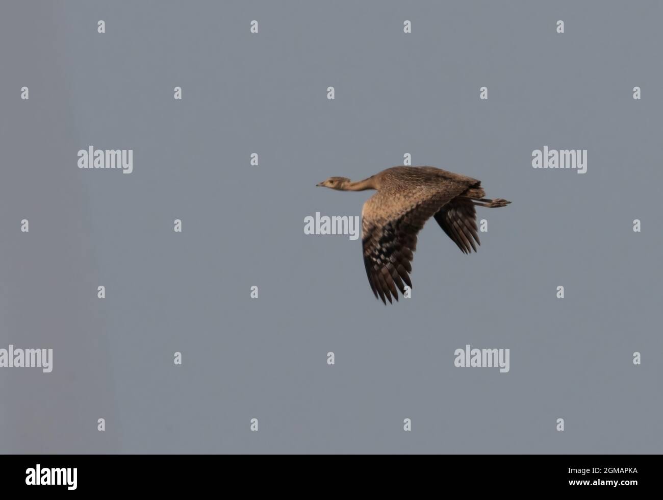 Bengala Florican (Houbaropsis bengalensis bengalensis) donna adulta in volo vicino a Roing, Arunachal Pradesh, India Febbraio Foto Stock