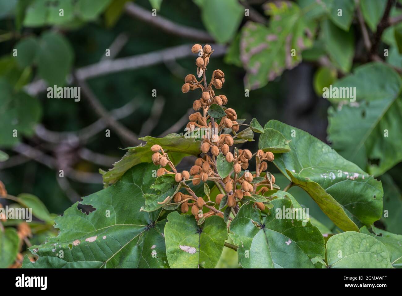 Primo piano di semi di albero Paulownia inaperto anche noto come l'imperatrice o albero della principessa che disperde i semi e cresce estremamente veloce Foto Stock