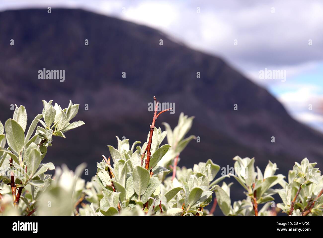 Primo piano di un bellissimo ramo nella natura selvaggia norvegese con montagne sullo sfondo Foto Stock