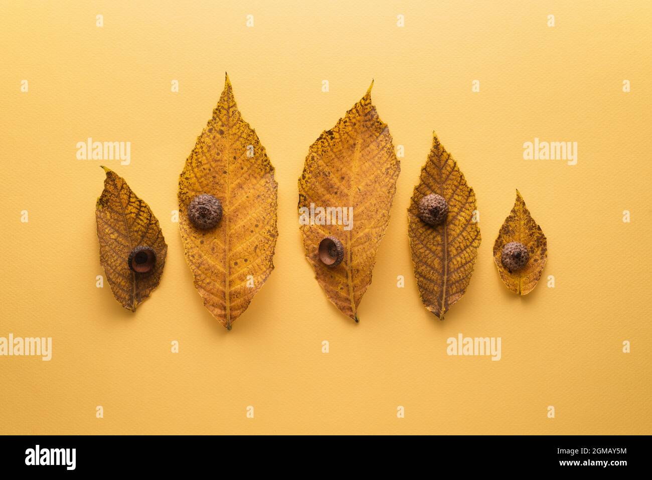 Semplice carta autunnale con foglie cadute disposte su sfondo giallo Foto Stock
