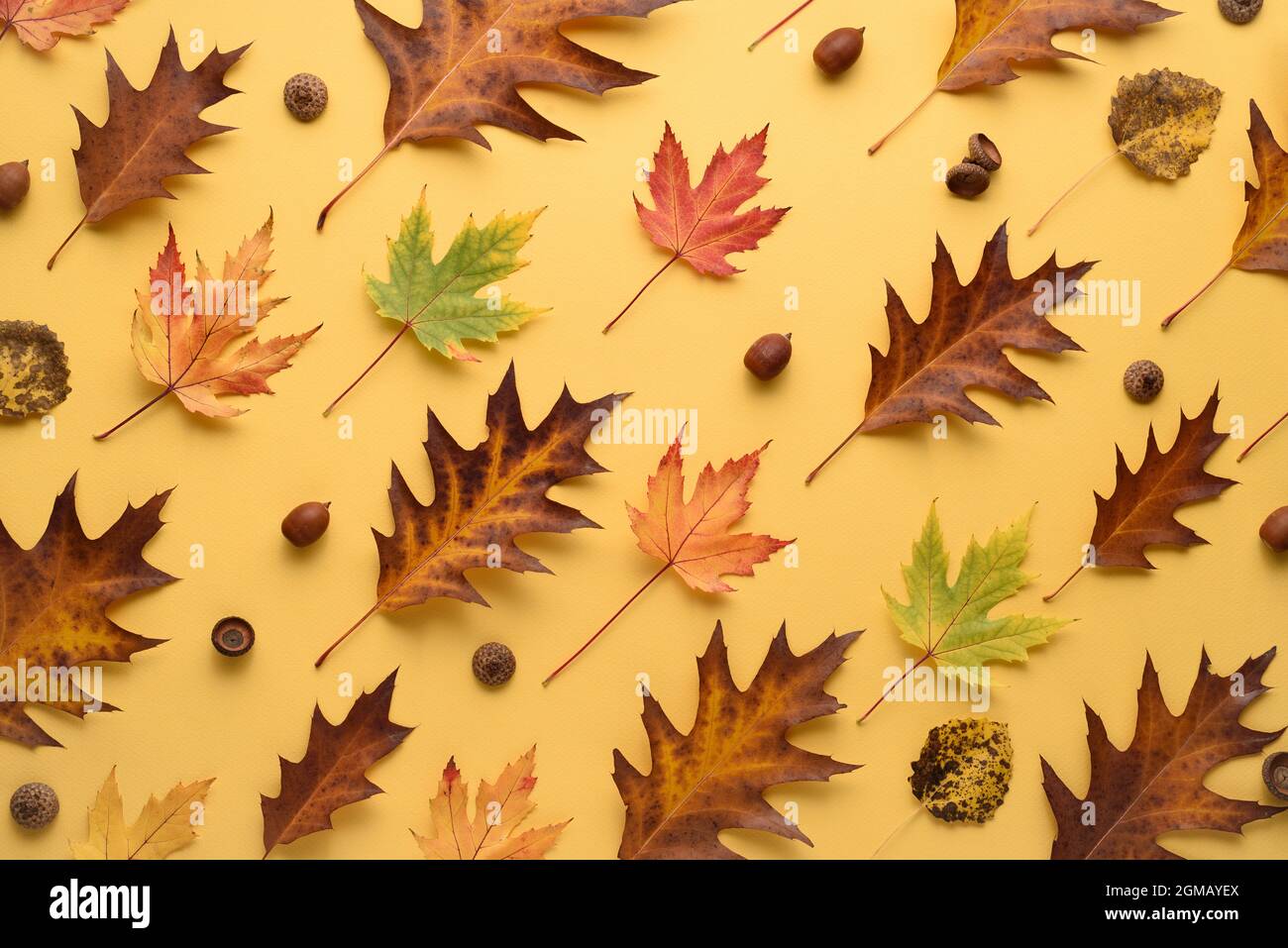 Modello autunnale di foglie di quercia e acero su sfondo giallo. Composizione di erbario Foto Stock