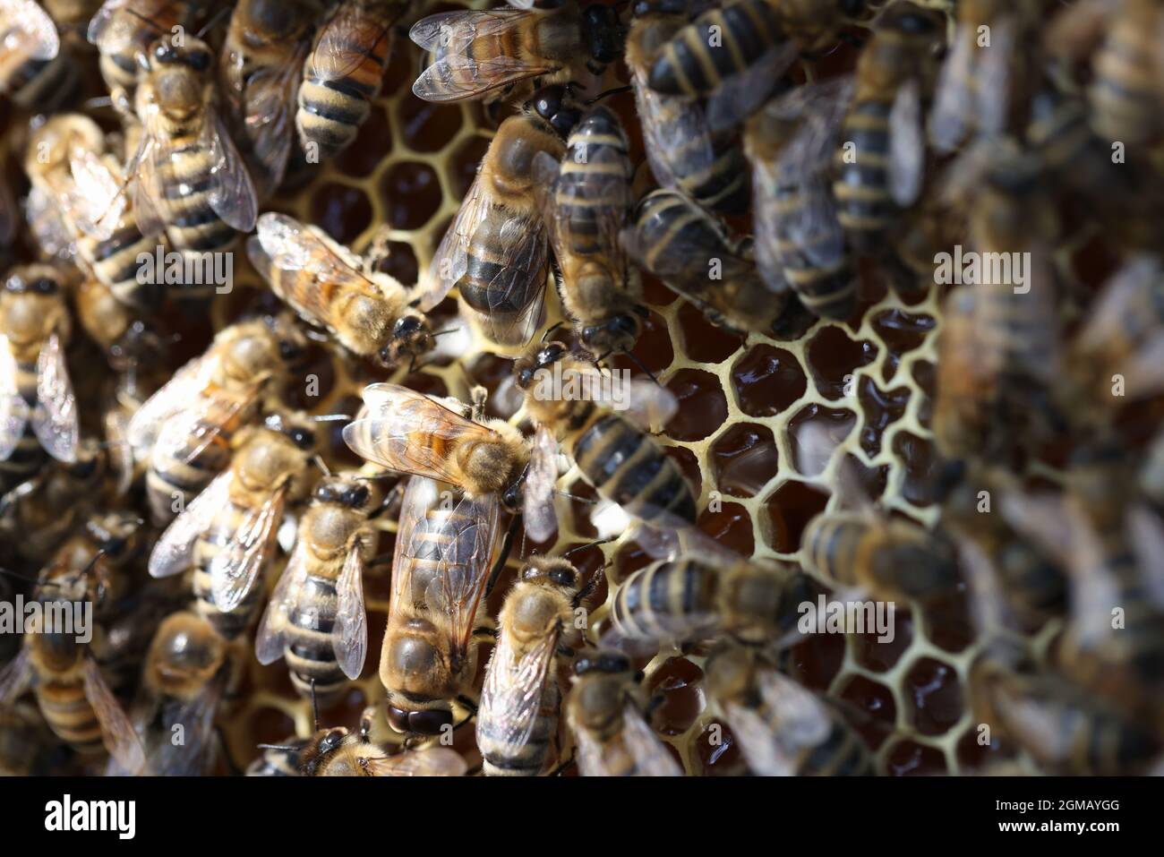 Api da miele in alveare sul primo piano dei pettini Foto Stock