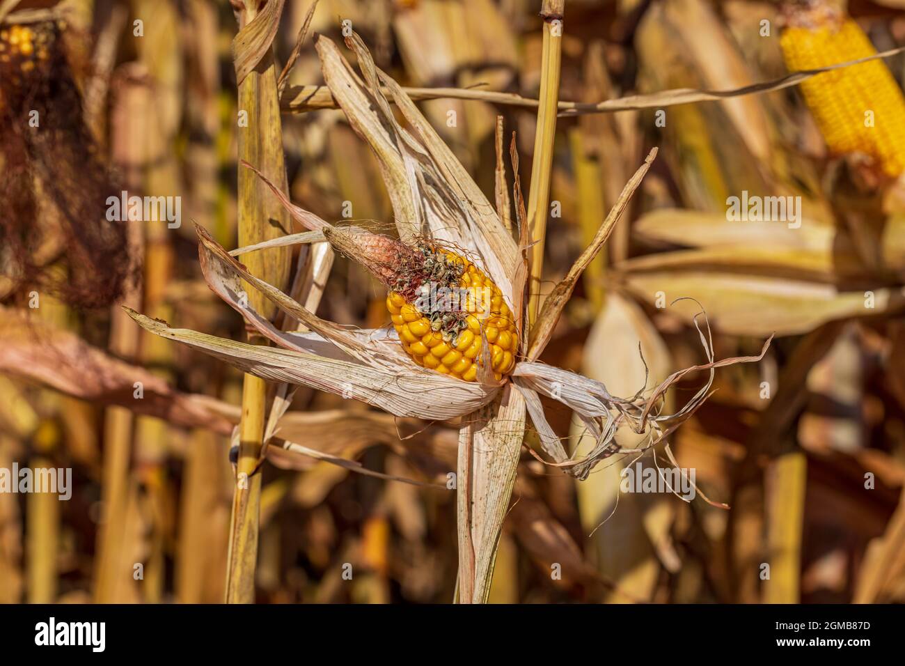 Nubbin mais EAR su cornstalk. Raccolto perdita di resa, agricoltura e concetto agronomico Foto Stock