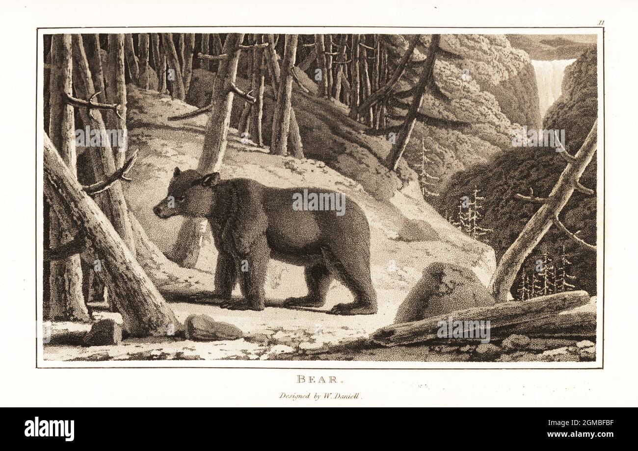 Orso bruno, arcto di Ursus, foraging in una foresta di montagna. Acquatinta disegnata e incisa da William Daniell da William Wood’s Zoography, Cadell and Davies, 1807. Foto Stock