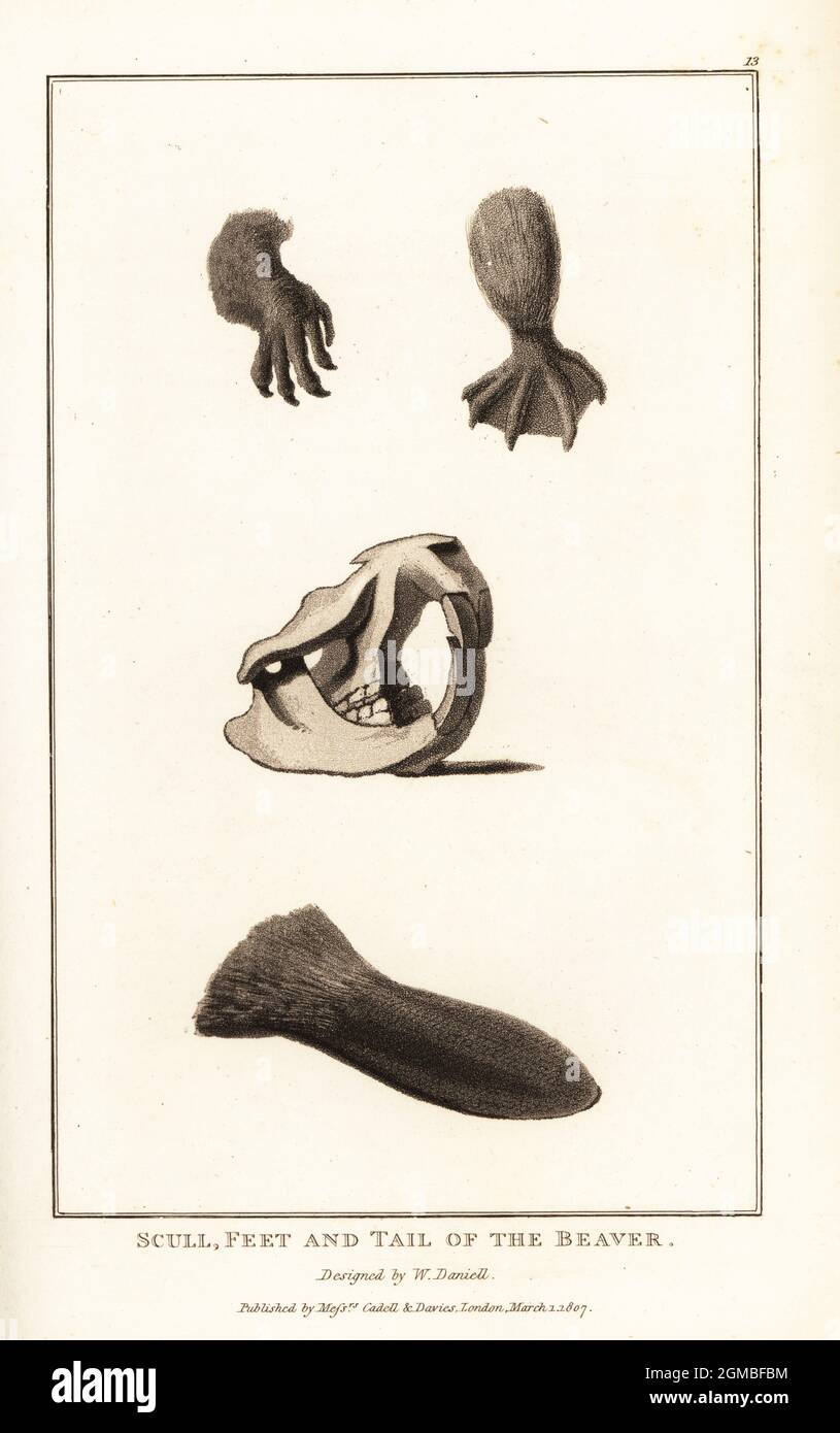 Cranio, piedi e coda del castore comune eurasiatico, fibra di Castor. Acquatinta disegnata e incisa da William Daniell da William Wood’s Zoography, Cadell and Davies, 1807. Foto Stock