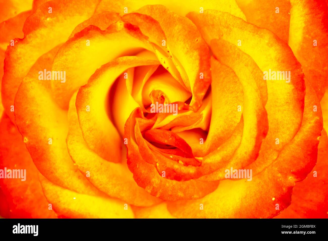Rosa sfumata arancione e giallo Foto Stock