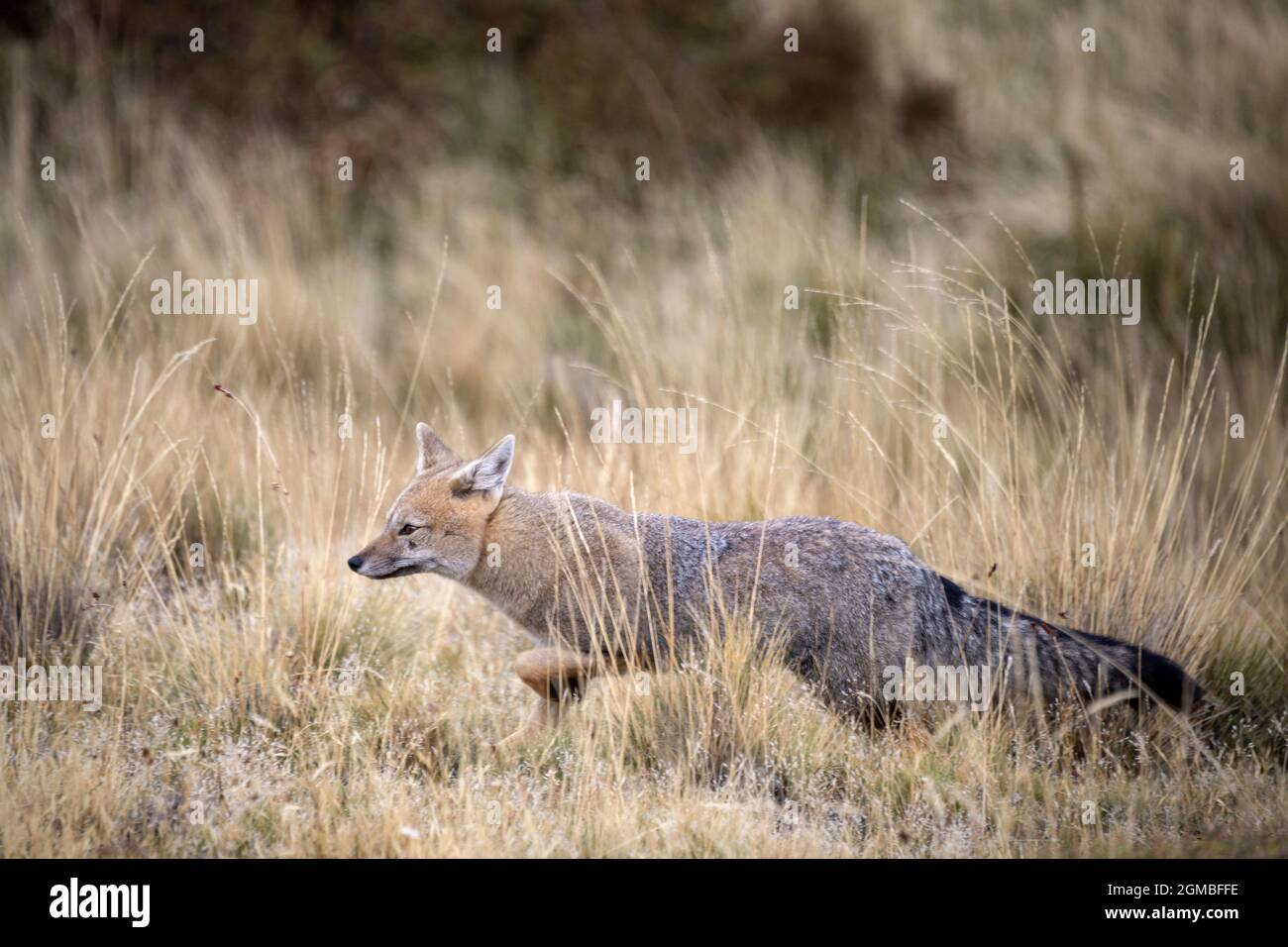 Volpe andina (Lycalopex culpaeus) che attraversa le erbe della caduta, Torres del Paine, Patagonia Foto Stock