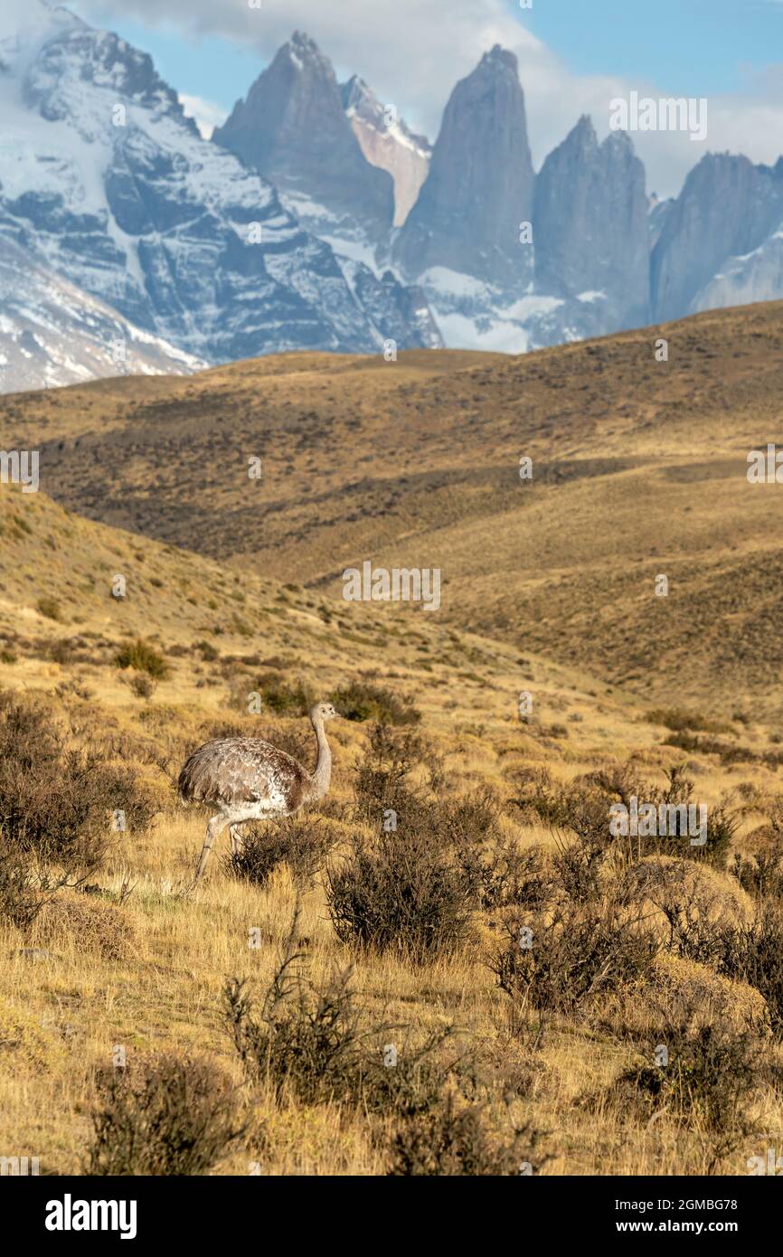 Rhea sulle pampas vicino Torres del Paine, Patagonia Foto Stock