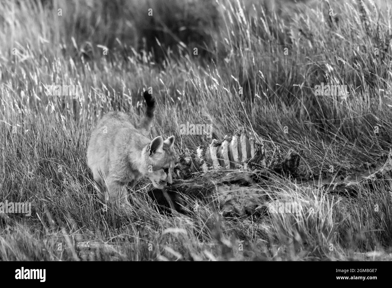 Puma gattino investigando i resti di un guanaco, Lago Sarmiento, Patagonia Foto Stock