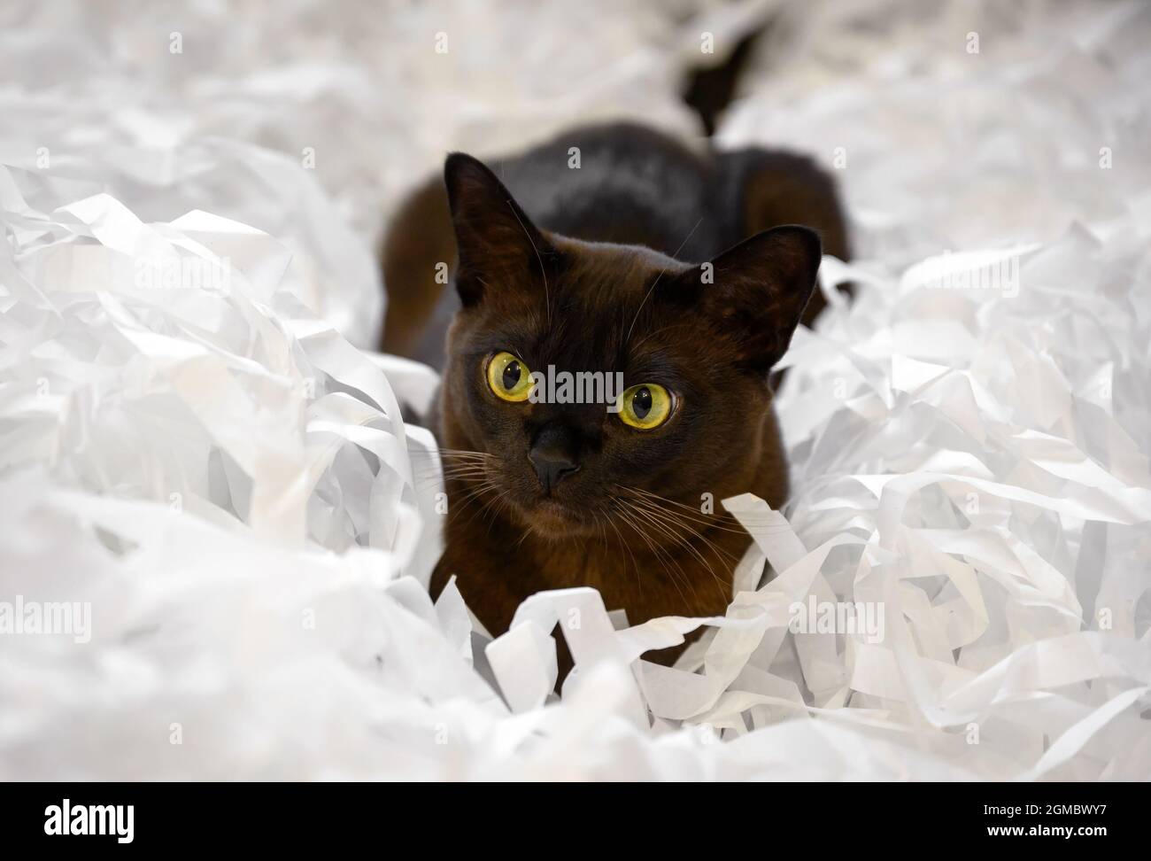 Gatto birmano giacente in mucchio di carta tagliata, carino marrone gatto birmano gioca con strisce bianche confetti. Giocoso gatto europeo birmano con pelliccia di cioccolato colore r Foto Stock