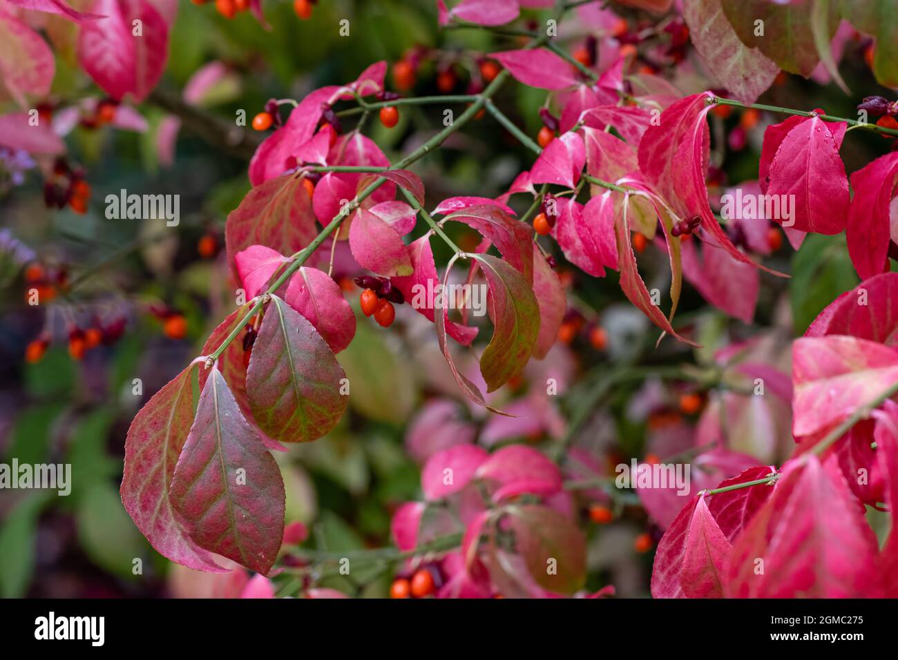 Euonymus alatus Timber Creek con foglie autunnali e bacche Foto Stock