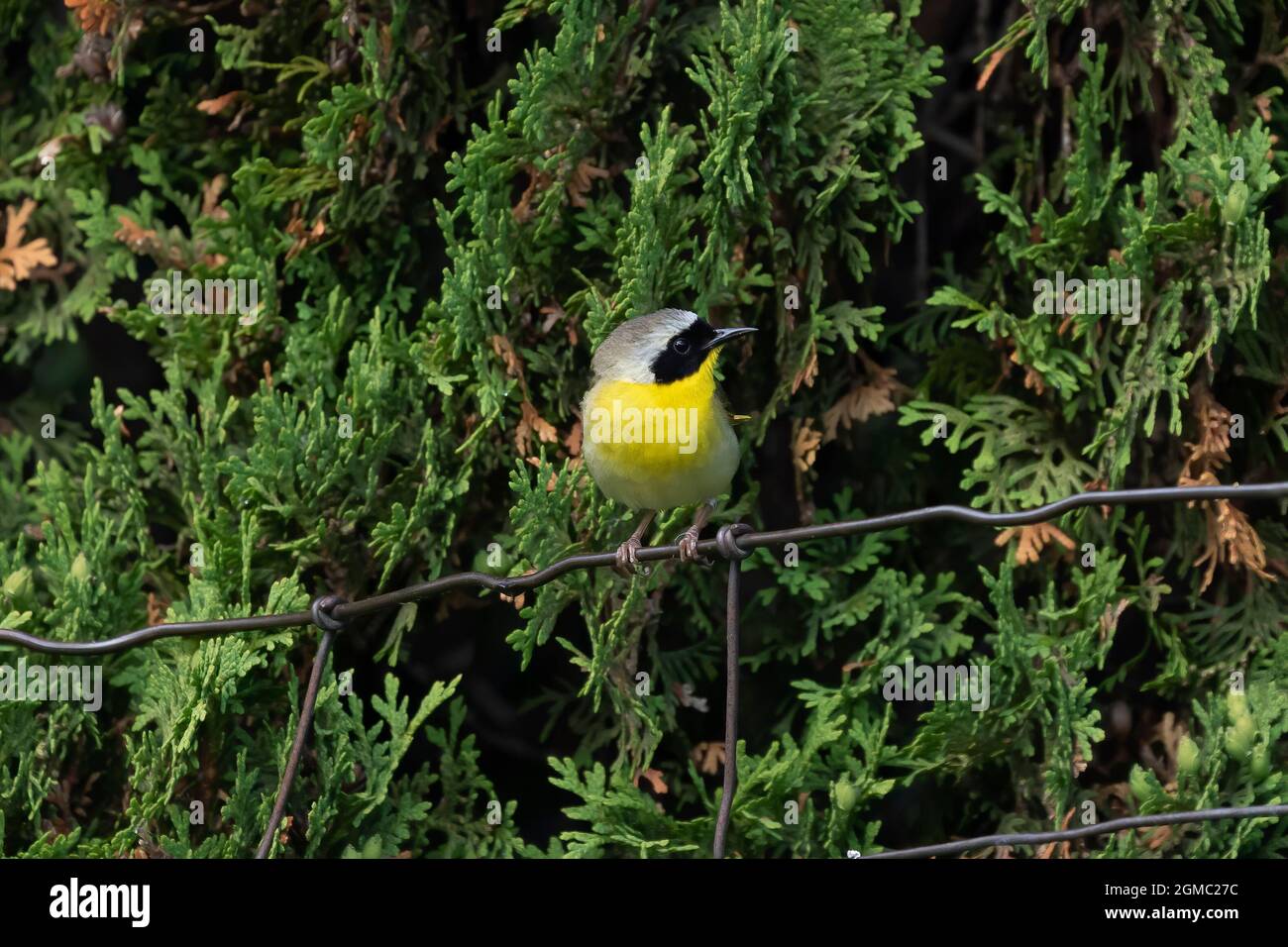La gola gialla comune (Geothlypis trichas) è anche noto come bandito giallo. È un allevatore abbondante in Nord America Foto Stock