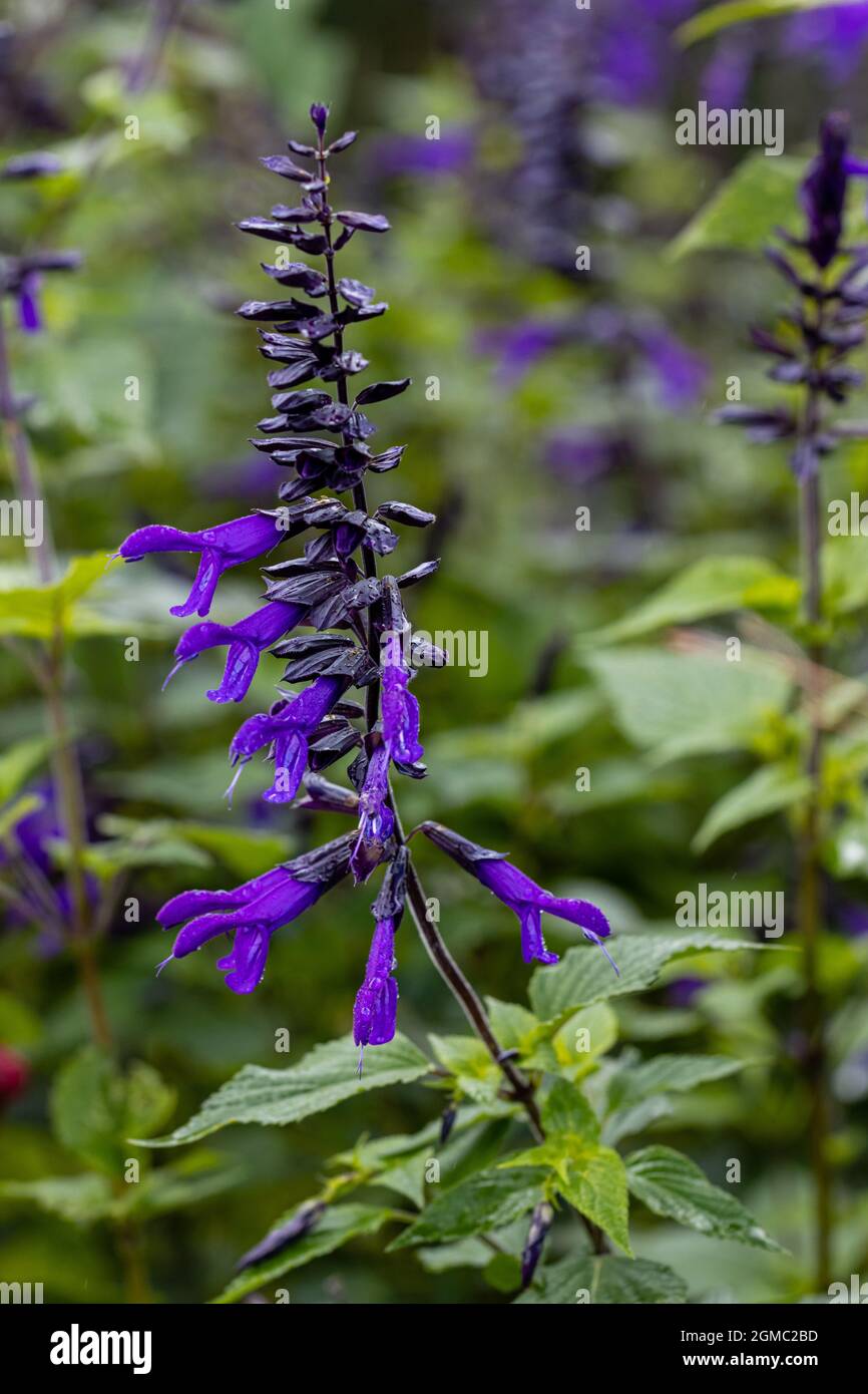 Primo piano del fiore Salvia Amistad in estate Foto Stock