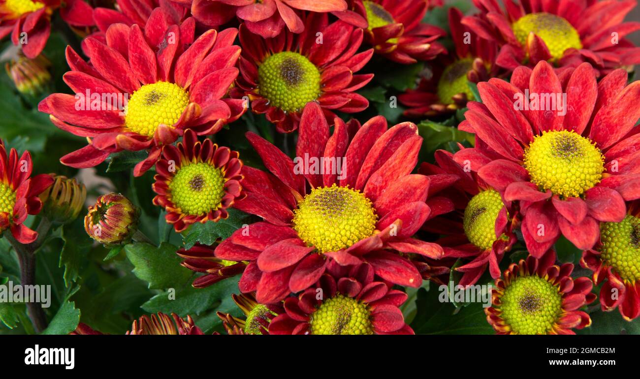 Chiuso di bel fiore di colore contrastante, petali rossi, polline giallo e foglie verdi per sfondo naturale. Foto Stock