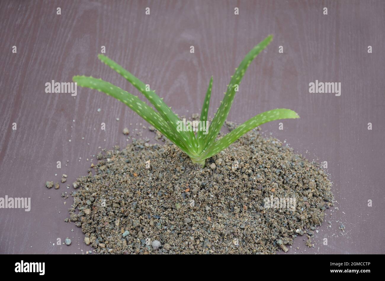 primo piano le piante di aloe vera verde matura che si piantano nella  sabbia su sfondo marrone fuori fuoco Foto stock - Alamy