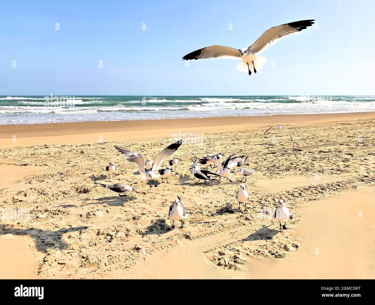 Gabbiani sull'ampia spiaggia sabbiosa dell'Isola di South Padre, con le acque del Golfo del Messico sullo sfondo, nella giornata di sole di gennaio. Foto Stock