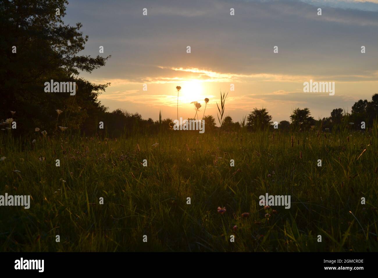 Tramonto sul campo Foto Stock