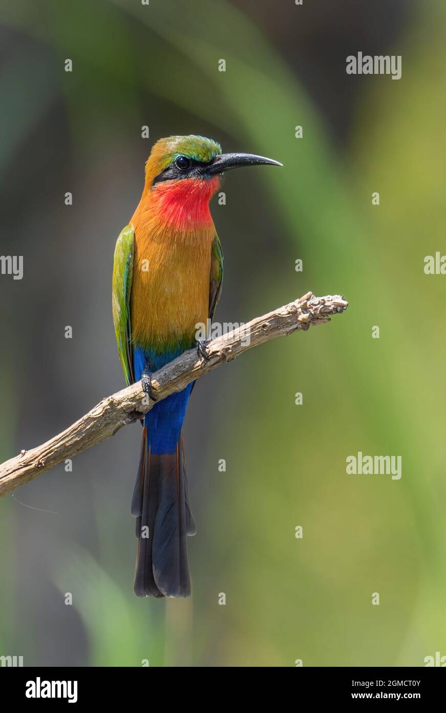 Bee-eater a gola rossa - Merops bulocki, bellissimo uccello colorato da laghi e fiumi africani, cascate di Murchison, Uganda. Foto Stock