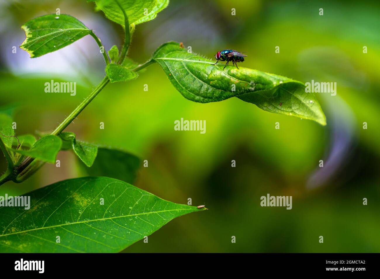 Una mosca arroccata su un ramo di una pianta con foglie verdi larghe, foglie verdi sfondo con dolce sfocatura Foto Stock