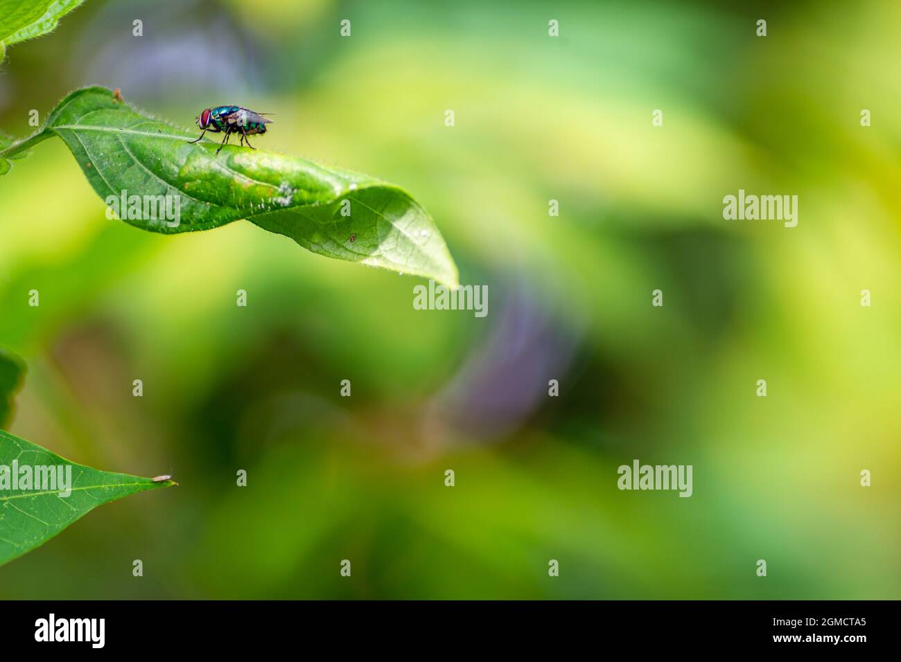 Una mosca nera brillante e verde lascia lo sfondo con una sfumatura dolce Foto Stock