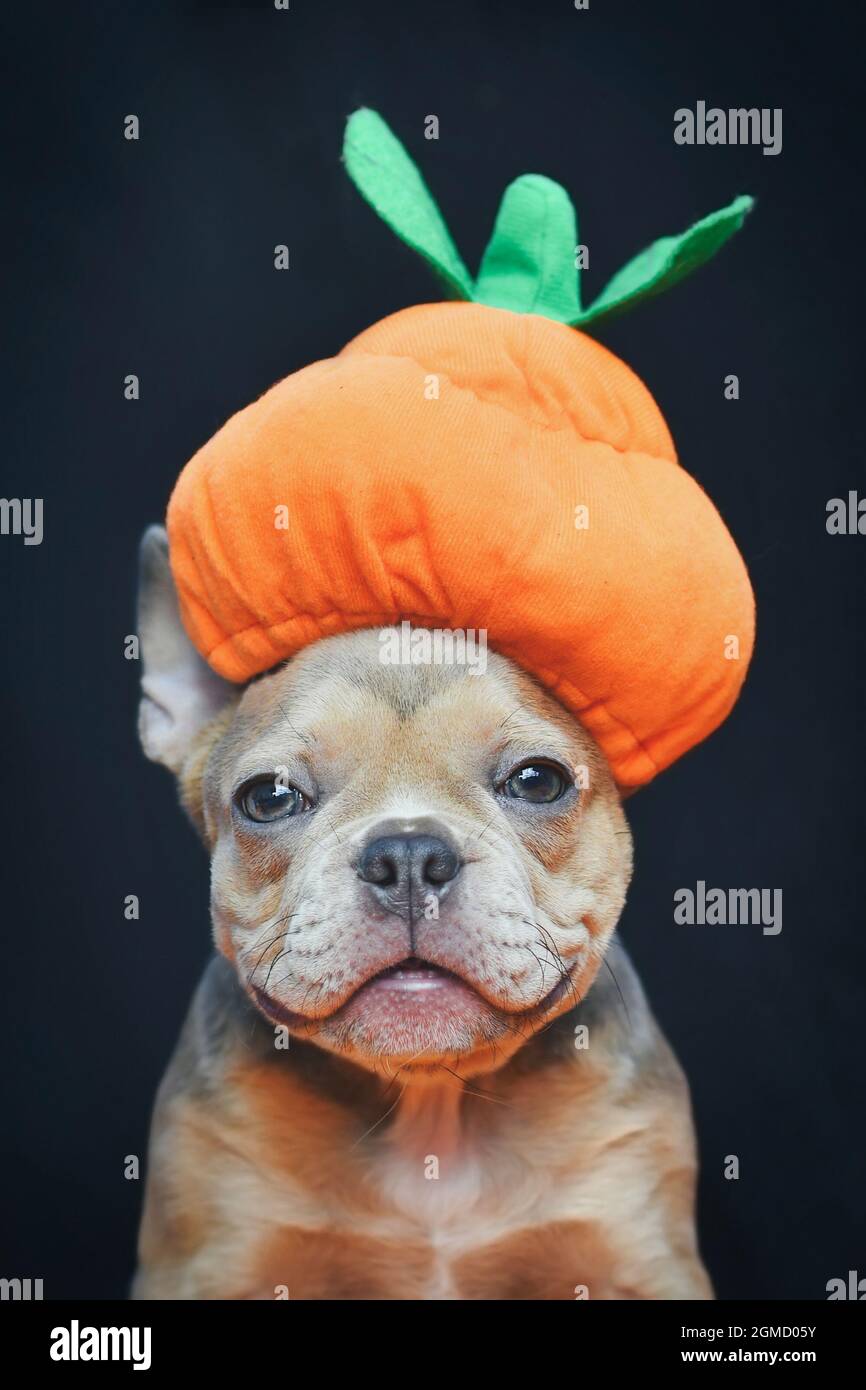 Il cucciolo francese del cane Bulldog si veste con il divertente cappello di zucca di Halloween davanti a uno sfondo scuro Foto Stock