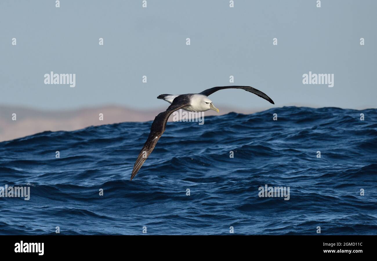 Timido Albatross - Diomedea cauta Foto Stock