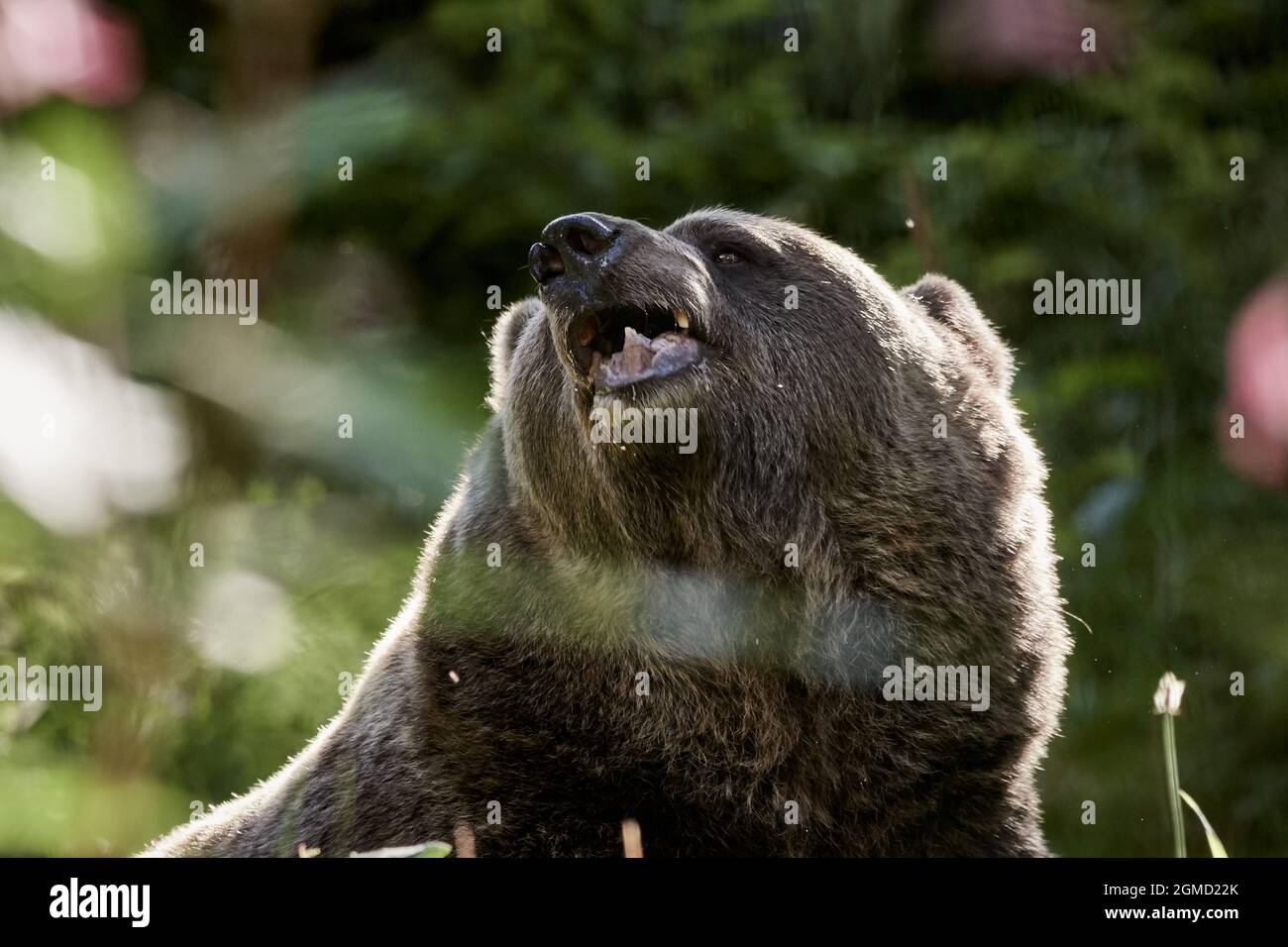 Primo piano di un orso bruno europeo masticando con la bocca aperta nella foresta, Ursus arctos. Foto Stock