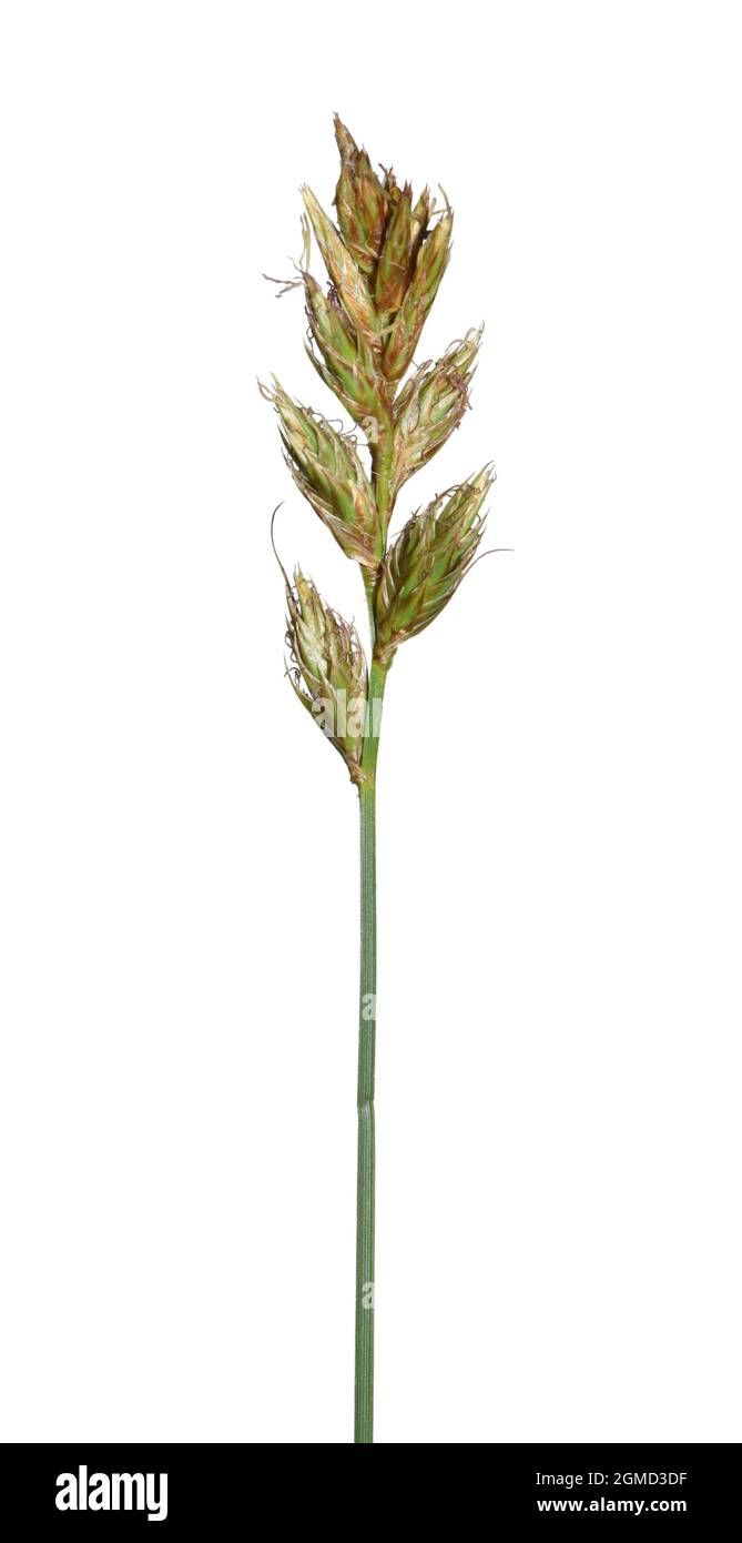 Sabbia Sedge - Carex arenaria Foto Stock