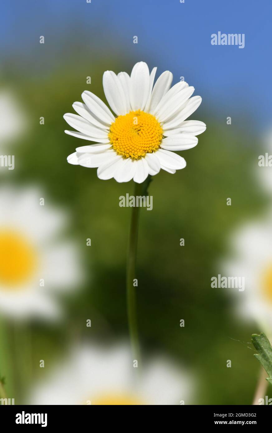 Daisy degli occhi di bue - Leuchanthemum vulgare Foto Stock