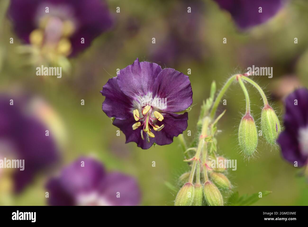 Dusky Crane's-Bill - Geranium Phaeum Foto Stock