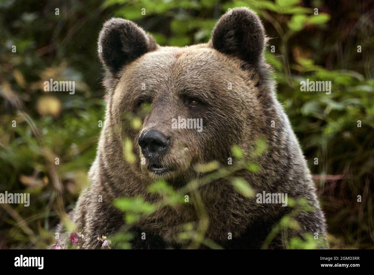 Testa di un orso bruno europeo nella foresta (Ursus arctos) Foto Stock