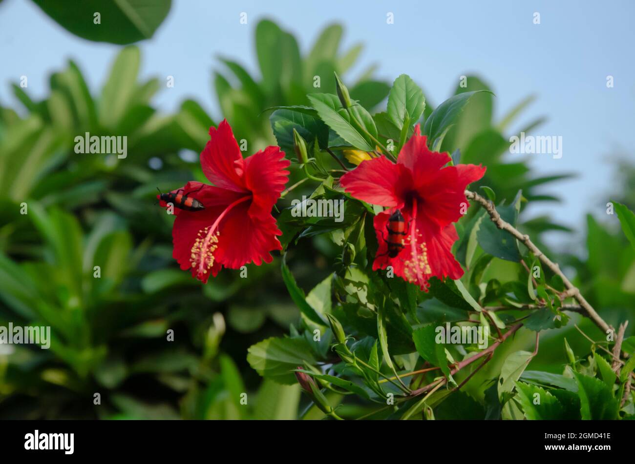 Fuoco selettivo su due fiori HIBICUS con api bumble e foglie verdi isolate in sfondo sfocato nel giardino al sole del mattino. Foto Stock