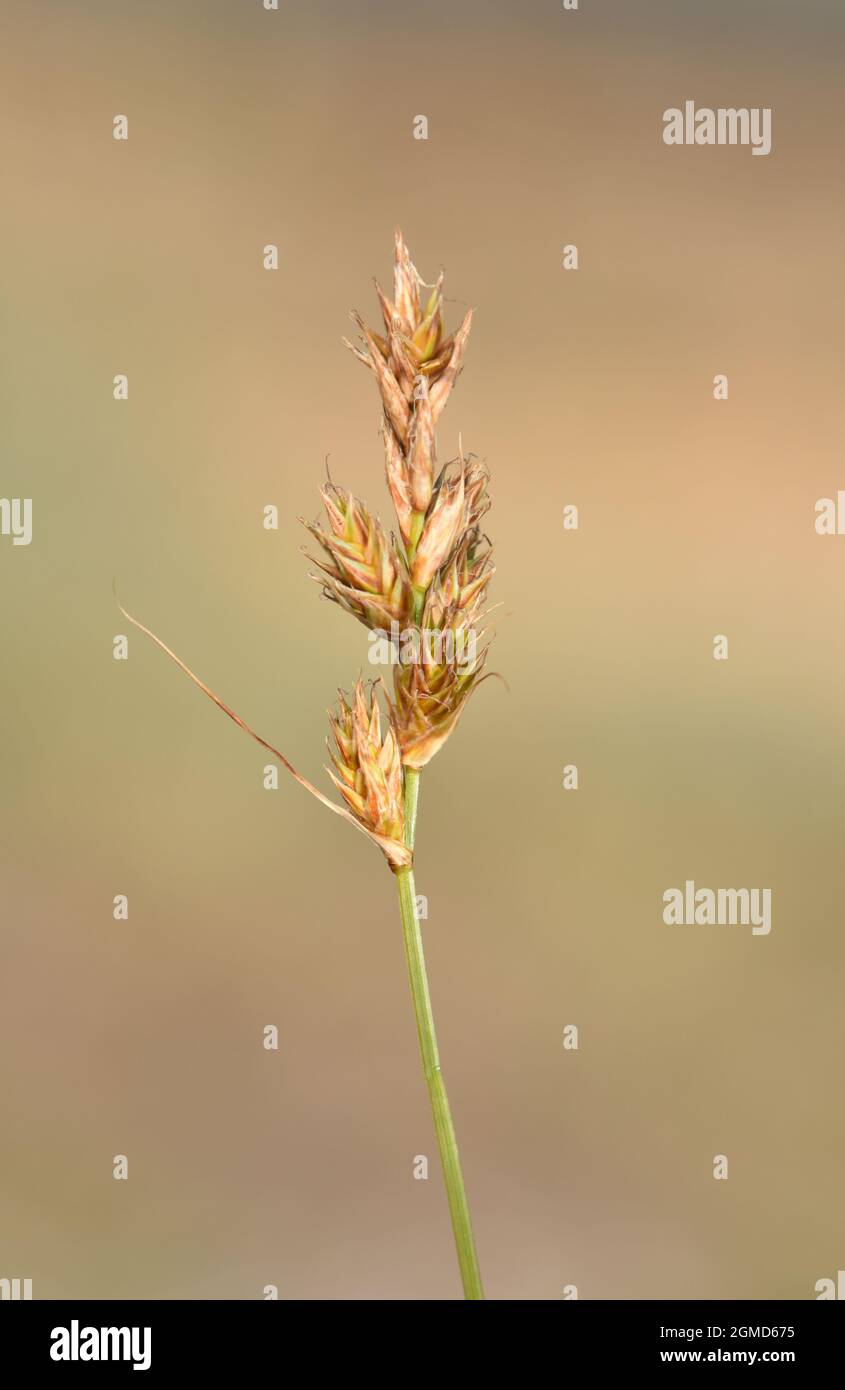 Sabbia Sedge - Carex arenaria Foto Stock