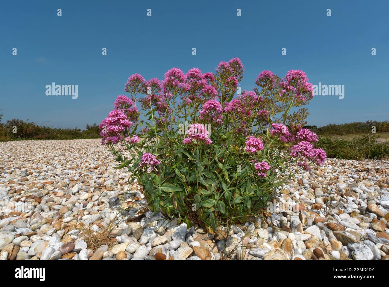 Rosso - Valeriana Centranthus ruber Foto Stock