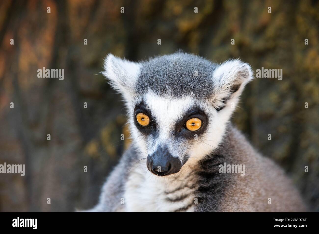 Lemure Madagascar con occhi gialli da vicino Foto Stock