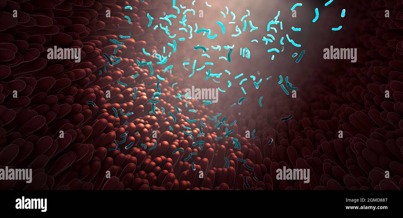Batteri come parte del microbioma intestinale nel tratto digestivo - illustrazione 3d Foto Stock