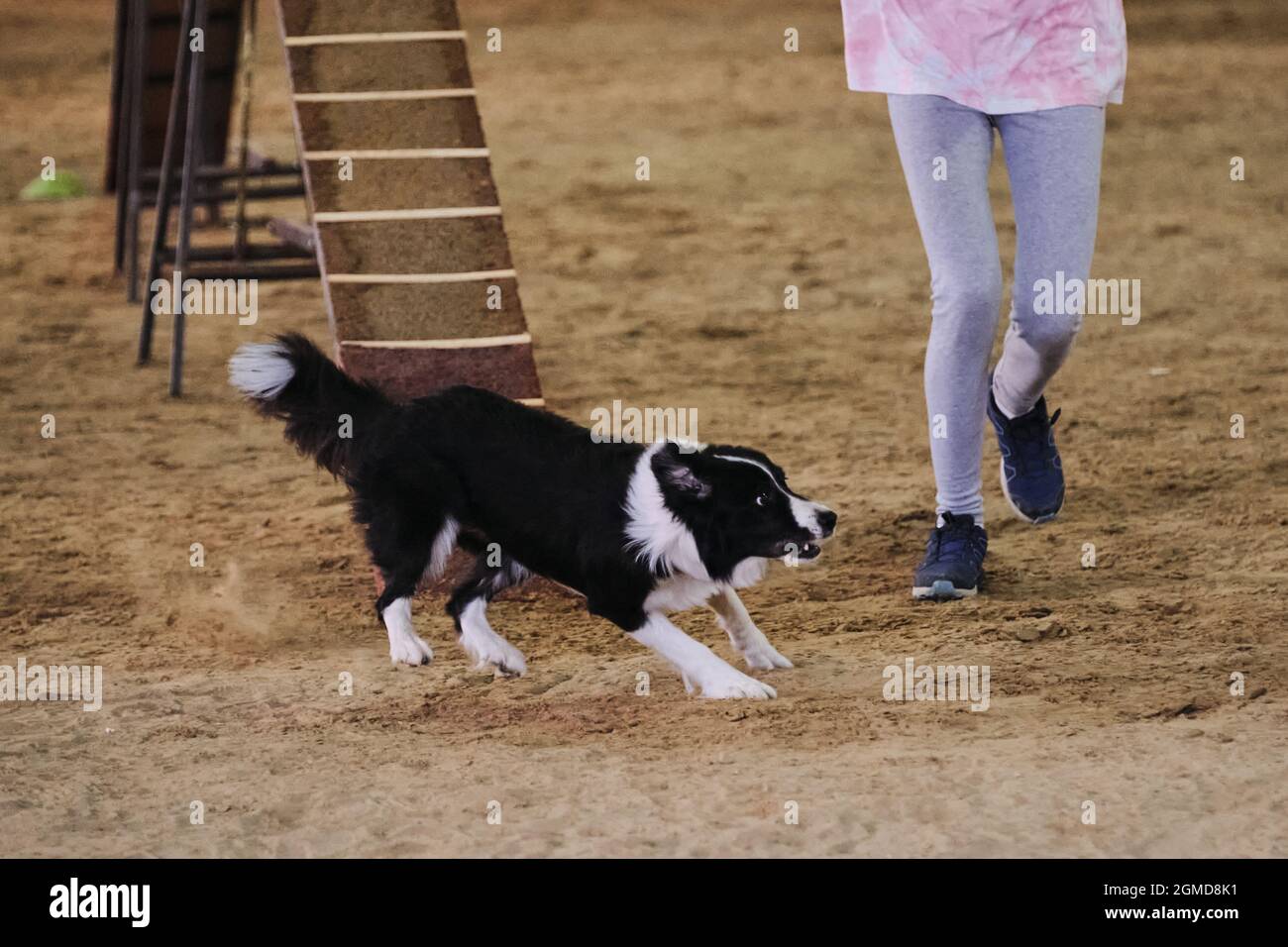 Gare di agilità, sport con cane. Il bordo bianco e nero collie corre con il suo proprietario alle competizioni. Il futuro vincitore e campione. Foto Stock