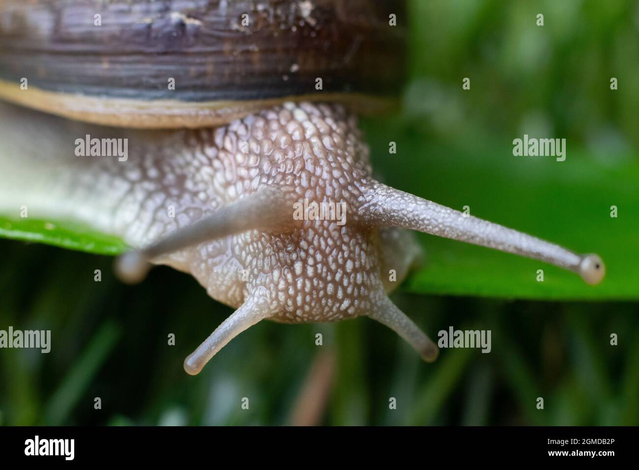 Lumache Foto Stock