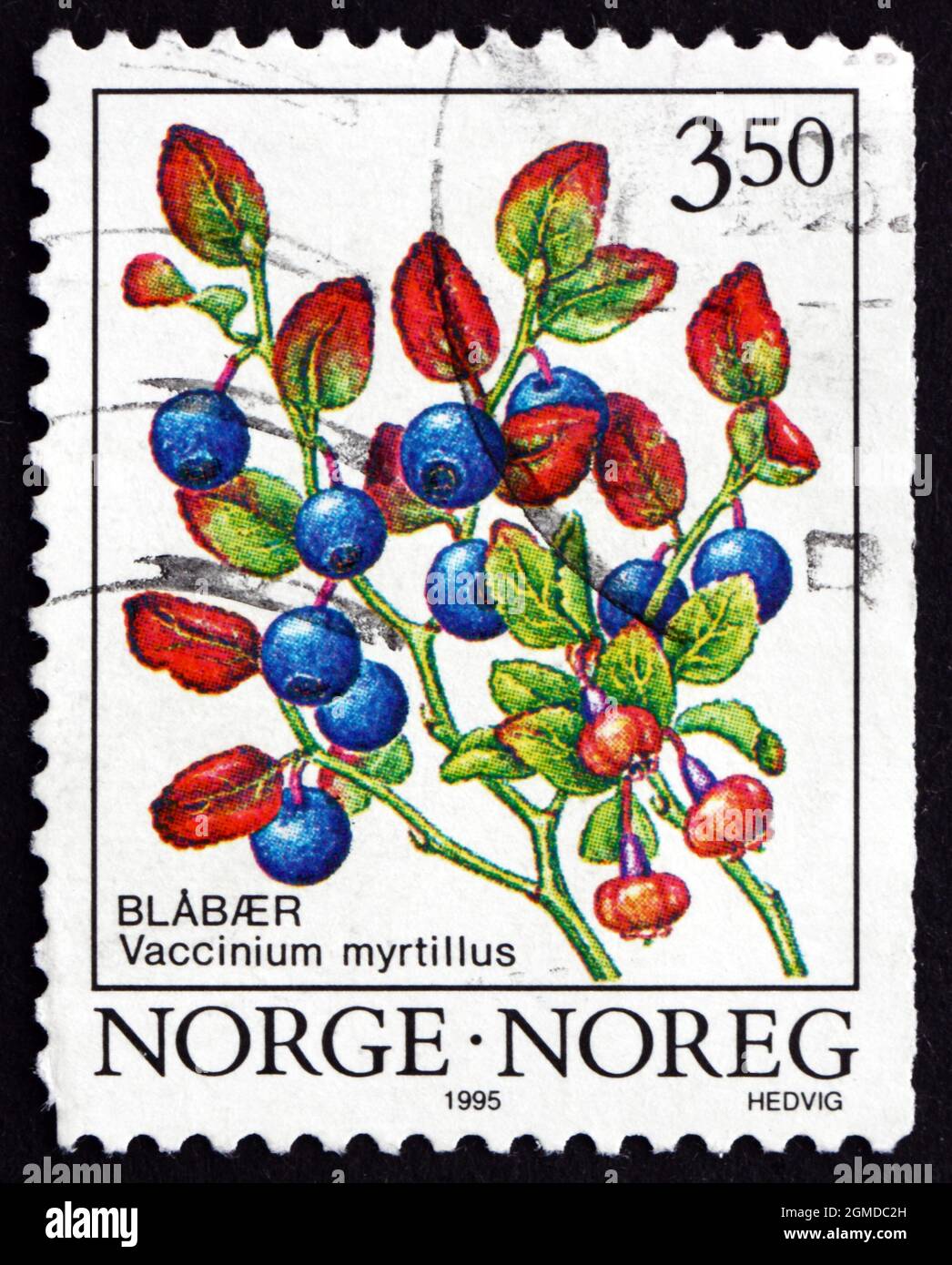 NORVEGIA - CIRCA 1995: Un francobollo stampato in Norvegia mostra mirtillo comune, mirtillo Vaccinium, arbusto con frutta commestibile, circa 1995 Foto Stock