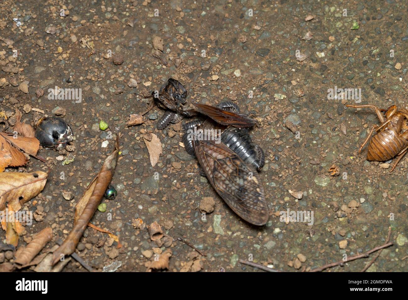 Corpo morto di grande cicada marrone (Grapposaltria nigrofuscata ), Isehara City, Prefettura di Kanagawa, Giappone. La pidocchio di legno lo sta smontando. Foto Stock
