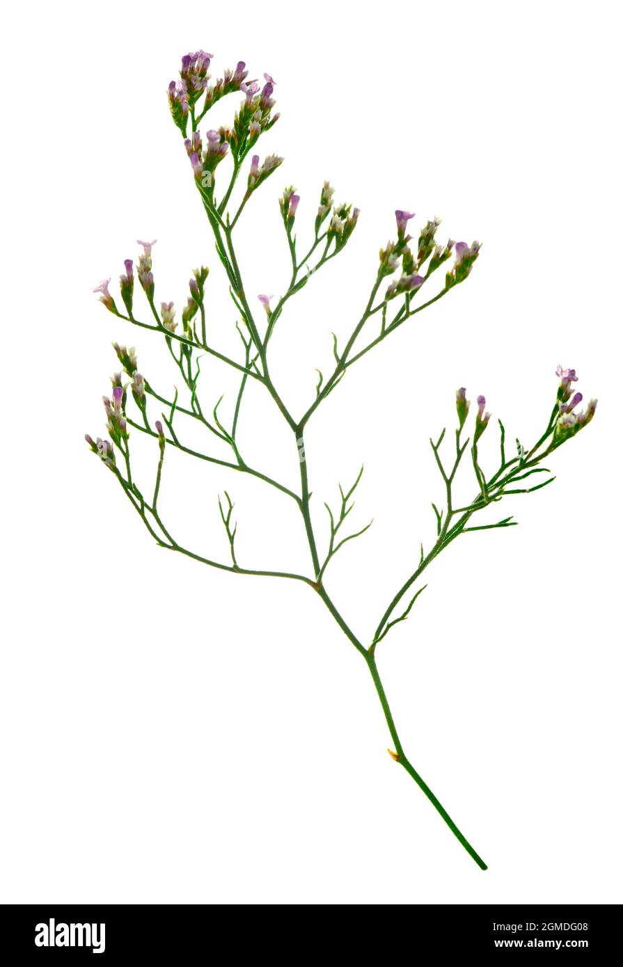 Stuoia mare-lavanda - Limonium bellidifolium Foto Stock