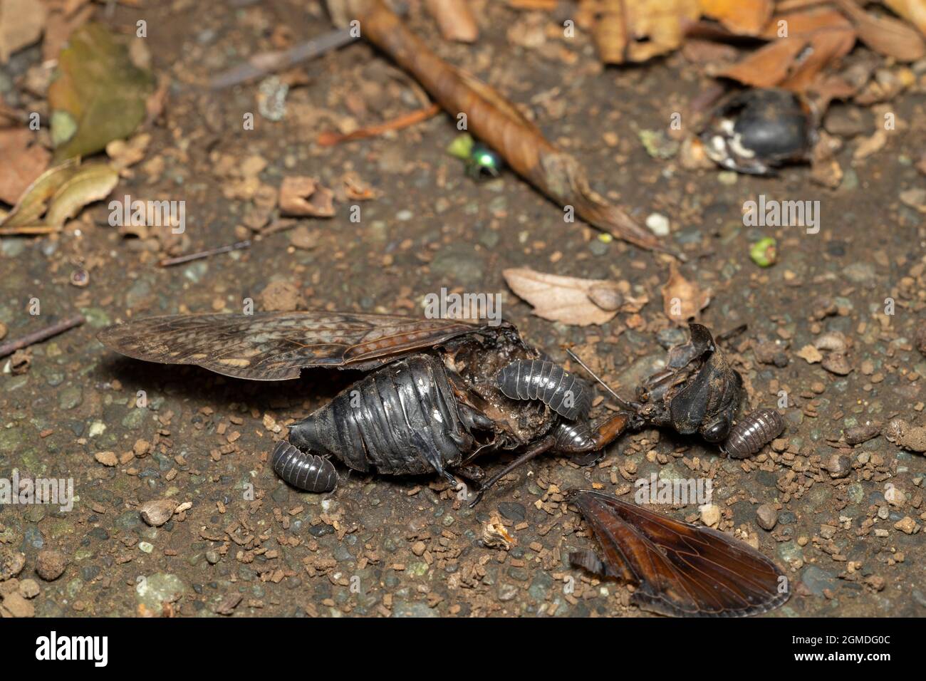 Corpo morto di grande cicada marrone (Grapposaltria nigrofuscata ), Isehara City, Prefettura di Kanagawa, Giappone. La pidocchio di legno lo sta smontando. Foto Stock