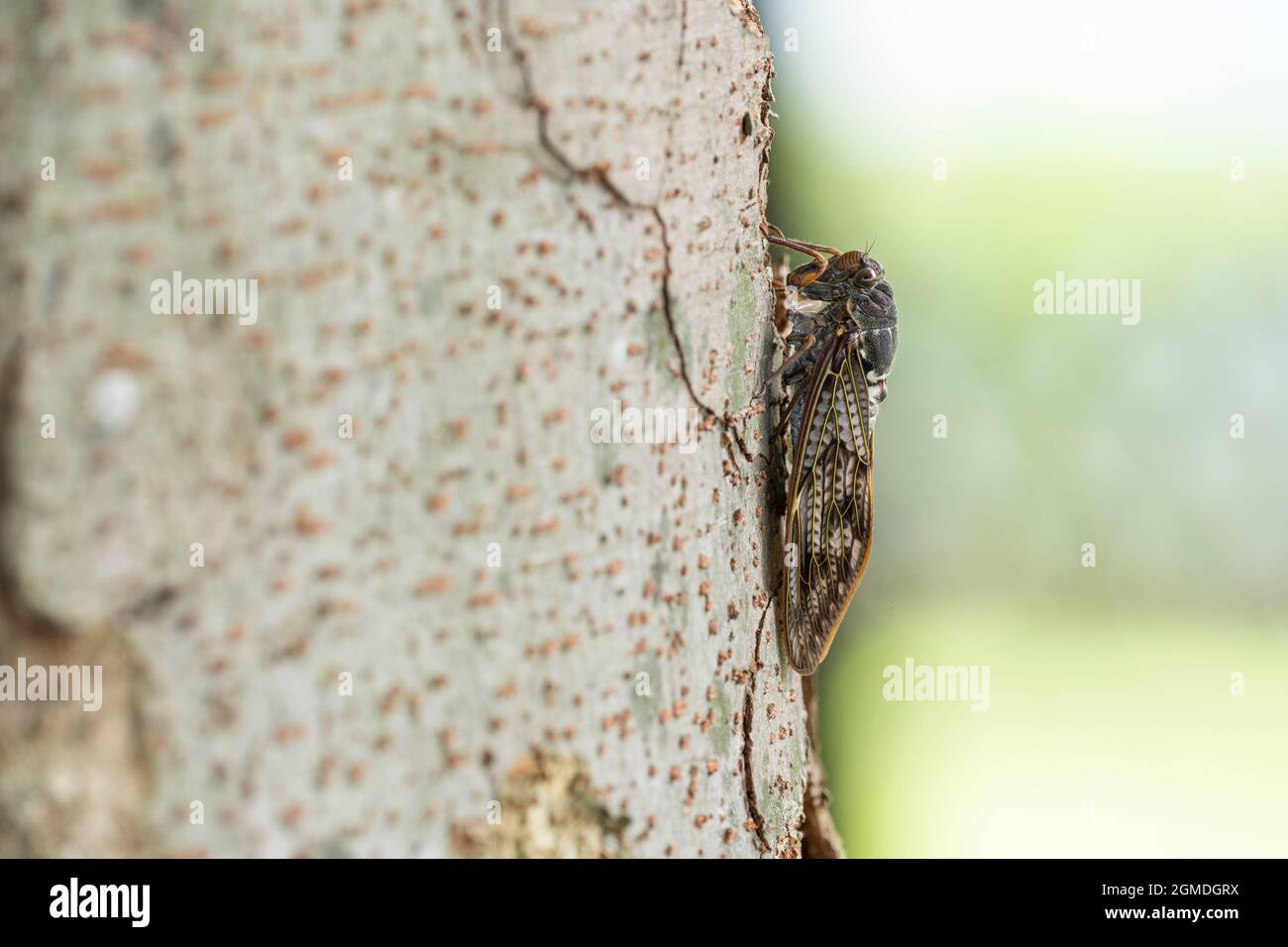 Grande cicada bruna ( Graptopsaltria nigrofuscata ), Città di Isehara, Prefettura di Kanagawa, Giappone Foto Stock
