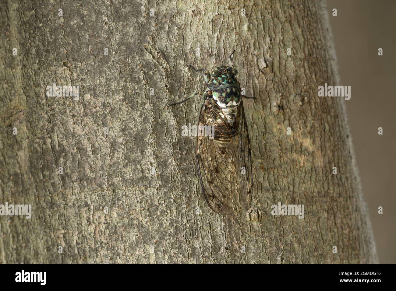 Min-min cicada (Hyalessa maculaticollis), Isehara, Prefettura di Kanagawa, Giappone Foto Stock